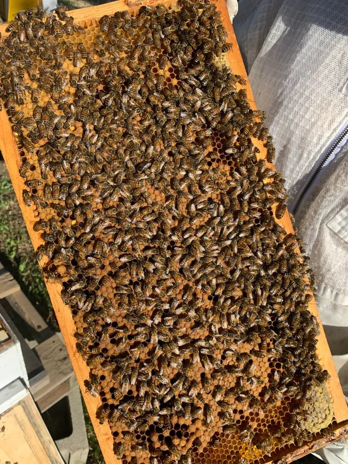 5 Frame Nuc - Local Pickup Only Spring 2027