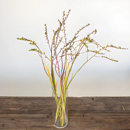 Crocosmia Pods