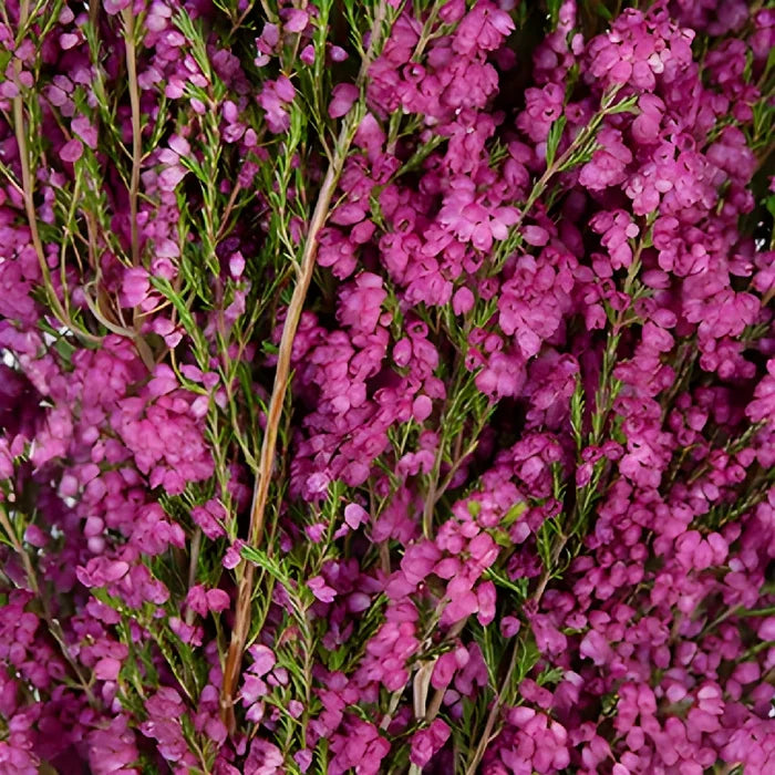 Hot Pink Sunset Heather Flower