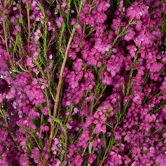 Hot Pink Sunset Heather Flower