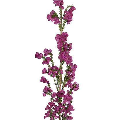 Hot Pink Sunset Heather Flower