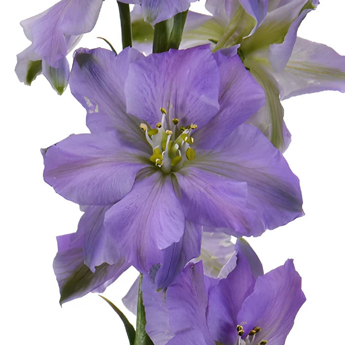 Larkspur Lavender Flower