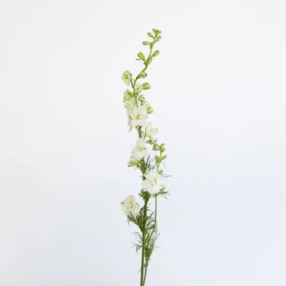 Larkspur White Flower Stem - Image