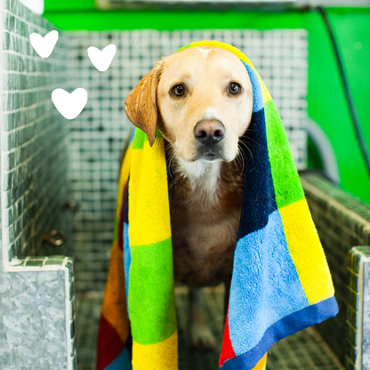 Dog with hearts and towel on it