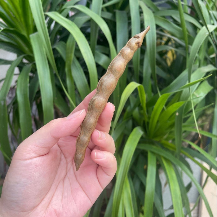04 Green Sandalwood doujiao*10 pcs