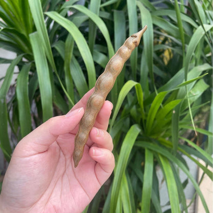 04 Green Sandalwood doujiao*10 pcs