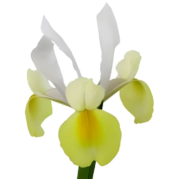 White and Yellow Iris Flowers