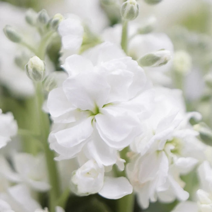 White Stock Flower Close Up - Image