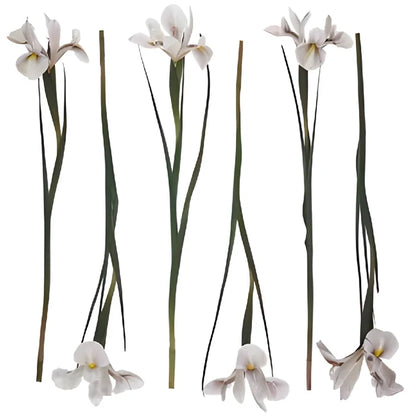 White Tinted Brownie Iris Flowers